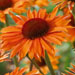Echinacea 'Orange Passion'