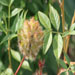 Glycyrrhiza yunnanensis (zoethout)
