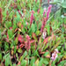 Persicaria affinis 'Kabouter' (duizendknoop)
