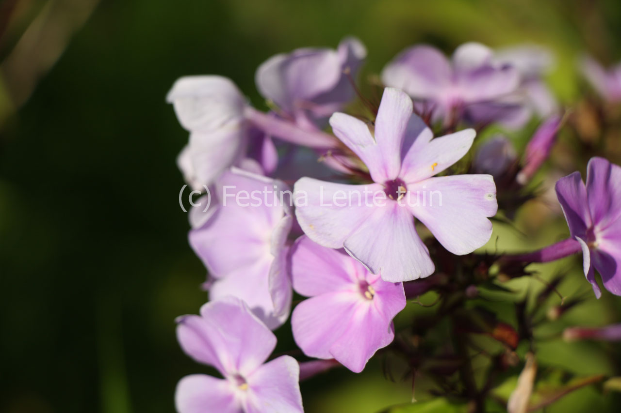 Phlox paniculata 'Lavendelwolke' - Klik op de afbeelding om het venster te sluiten