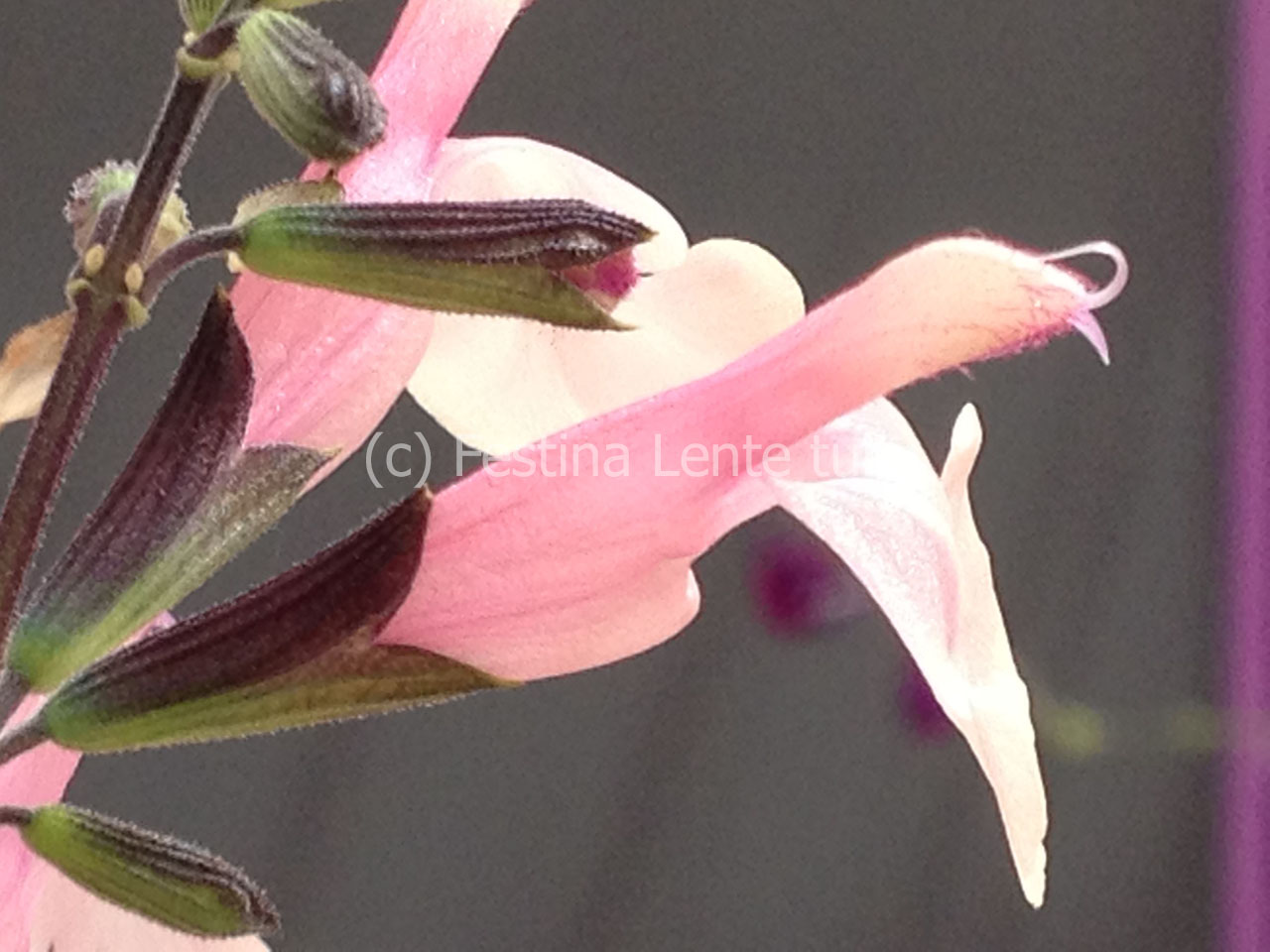 Salvia greggii 'Stormy Pink' - Klik op de afbeelding om het venster te sluiten