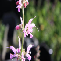 Salvia pratensis 'Eveline'